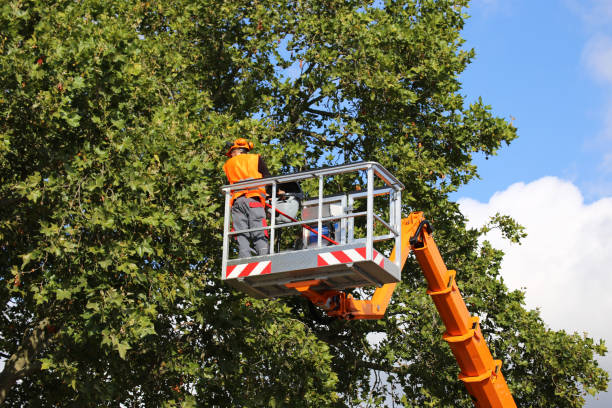 Best Tree Health Inspection  in Mercerville, NJ